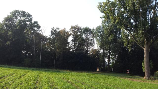 Rottenwald auf dem Areal des abgetragenen Aschenberges.