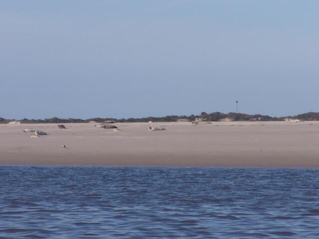 Seehunde auf dem Sandstrand von Langeoog | Foto: H. Haase