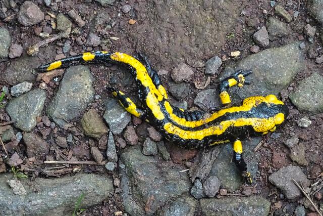 Feuersalamander