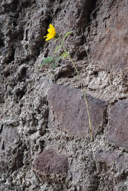 eine Sonnenblume hat Halt in der kargen Ringmauer gefunden