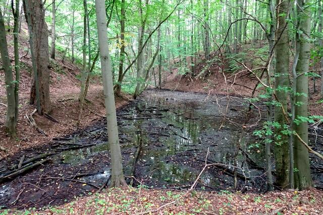 In der Nähe dieses Weihers habe ich den Feuersalamander angetroffen