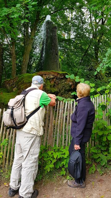 Der Wasserbaum