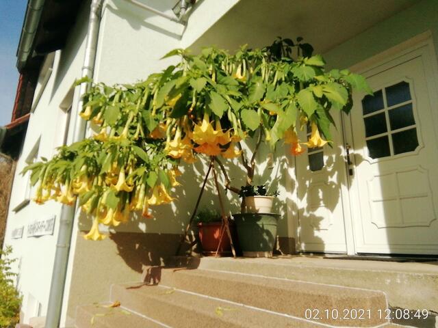 Da hat unser Nachbarn wohl etwas richtig gemacht,sein Exemplar hat mehr wie 100 Blüten !