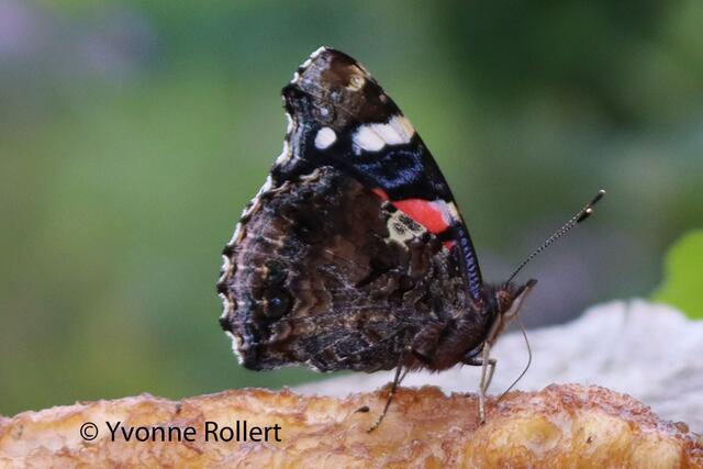 Admiral, Vanessa atalanta