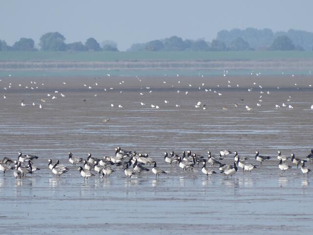 Nun haben sich die Gänse ins Watt zurückgezogen.