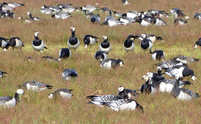 Der Infotafel entsprechend handelt es sich wohl um Nonnengänse.