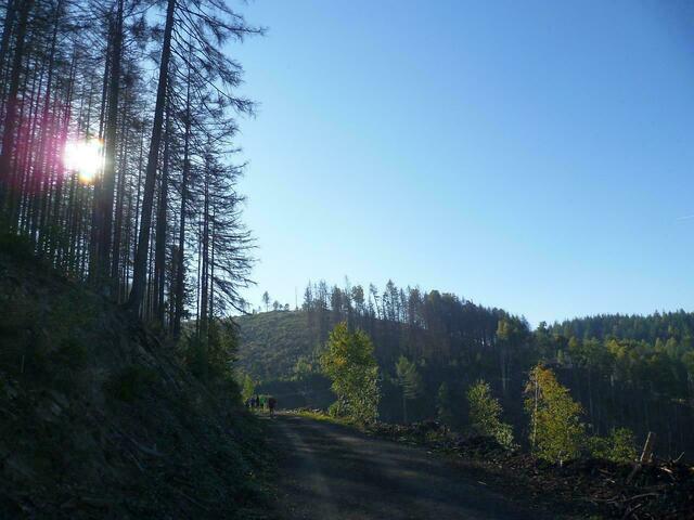 Kaiserwetter für den 43. Harzgebirgslauf Wernigerode.