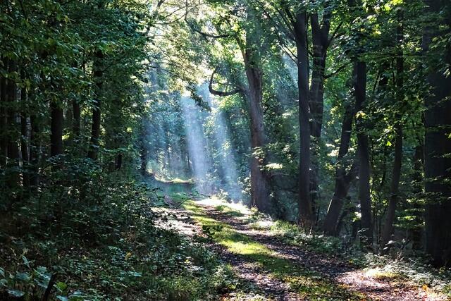 Sonnenstrahlen auf dem Herzogweg