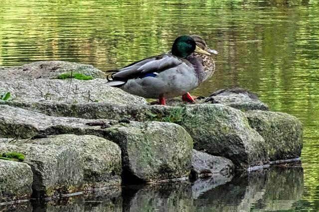 ein Entenpaar am Osterteich
