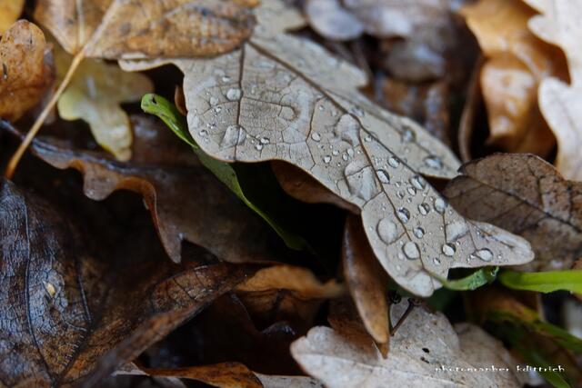 Herbstblätter