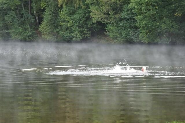 ein mutiger Schwimmer am Morgen im Osterteich