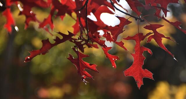 Im Erlebniszoo Hannover wird es wieder herbstlich bunt.