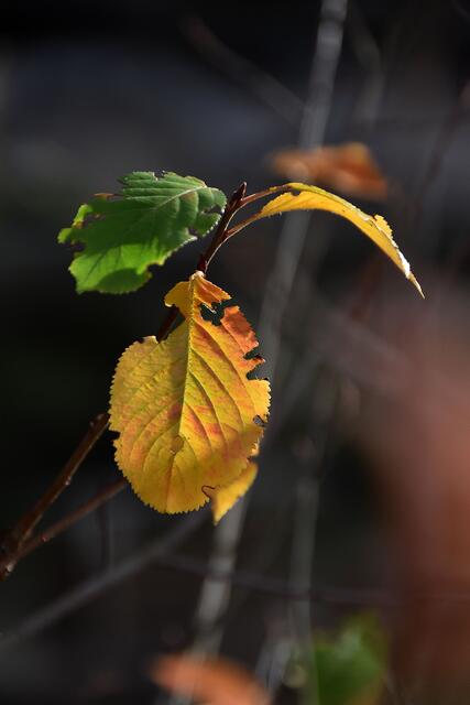 Im Erlebniszoo Hannover wird es wieder herbstlich bunt.