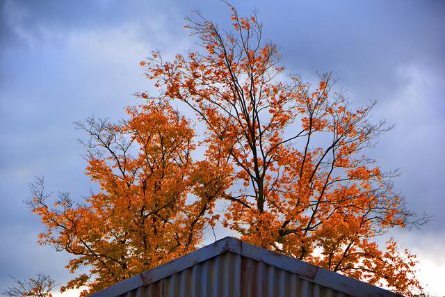 Im Erlebniszoo Hannover wird es wieder herbstlich bunt.