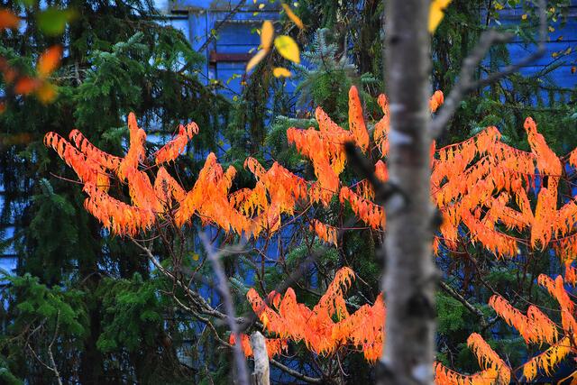 Im Erlebniszoo Hannover wird es wieder herbstlich bunt.