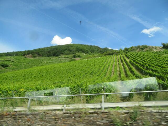 Schöner Blick auf die Weinberge
