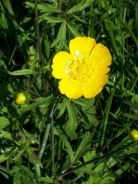 Eine echte Butterblumenblüte - buttergelb glänzend