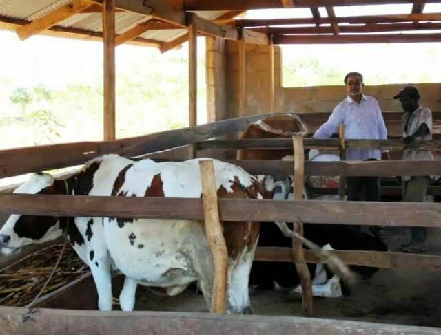 Einhundert Familien bekamen in Tanzania vom Bibertaler Förderverein eine Kuh, hatten damit Milch und können erfolgreichen Nachwuchs weitergeben. | Foto: George Aranchery CST
