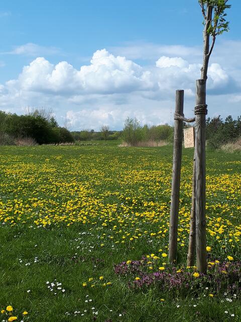 "Butterblumenwiese"