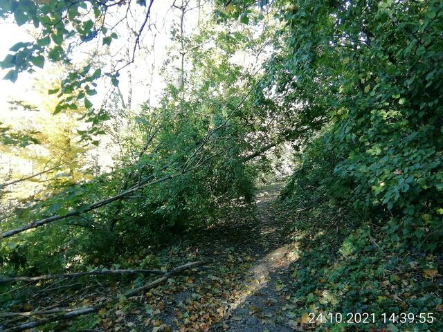 Sturmschäden im Schloßpark Nebra,da war noch ein durchkommen - Herbstspaziergang mit O'Brain am 24.10.2021 !