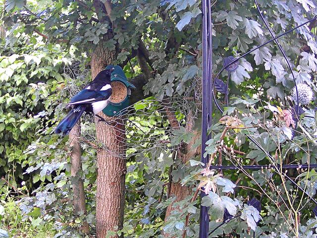 "Hi, hi! Das hat der Kleingärtner wohl nicht bedacht. Die Erdnussbutter ist köstlich!"