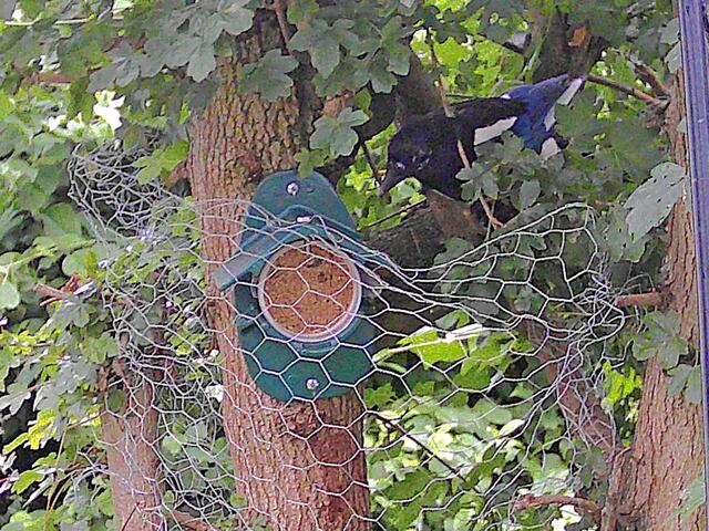 Schluss jetzt! Das Drahtnetz ist jetzt sicher mit der Schraube am Futtergefäß verankert. Rabenvögel sind jetzt ausgesperrt!