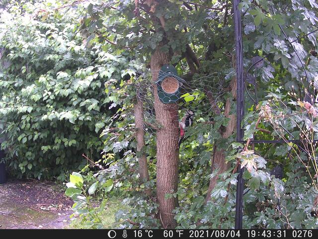 Das Drahtgitter wurde wieder ausgerichtet und der Buntspecht klettert unter dem Zaun hinauf zum Futterbecher.