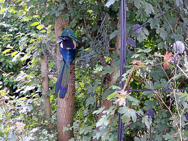 "Na bitte, ich bin der Größte hier und dem ist nichts zu schwer!