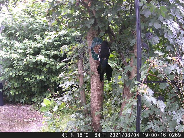 "Mist, wer gönnt mir hier keine Erdnussbutter mehr?""