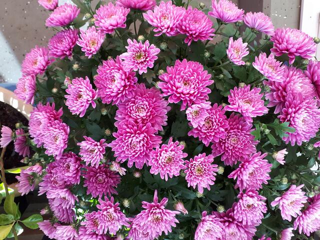 Herbstblumen auf meinem Balkon