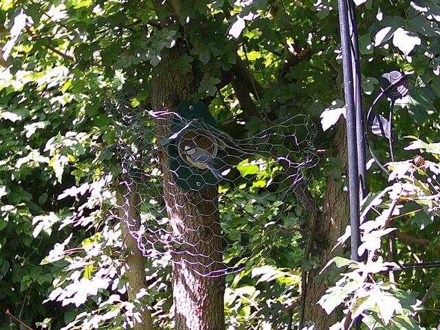 Egal ob Blaumeisen oder Kohlmeisen, beiden Arten schmeckt es hier besonders gut. Sie wechseln sich auch immer brav ganz friedlich ab!