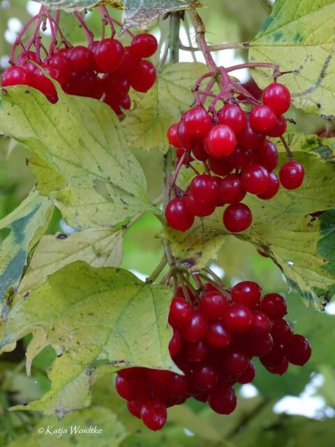 Goldener Oktober in Kaltenweide (Foto: Katja Woidtke) | Foto: Katja Woidtke