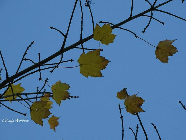Goldener Oktober in Kaltenweide (Foto: Katja Woidtke) | Foto: Katja Woidtke