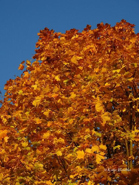 Goldener Oktober in Kaltenweide (Foto: Katja Woidtke) | Foto: Katja Woidtke
