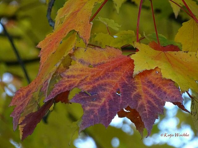 Goldener Oktober in Kaltenweide (Foto: Katja Woidtke) | Foto: Katja Woidtke