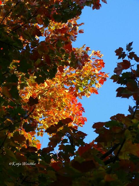 Goldener Oktober in Kaltenweide (Foto: Katja Woidtke) | Foto: Katja Woidtke