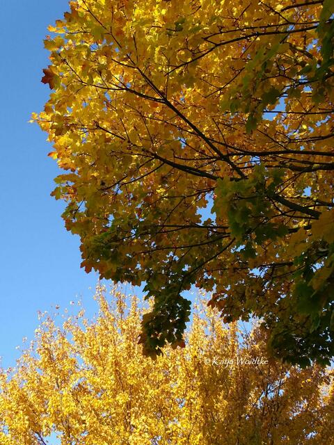 Goldener Oktober in Kaltenweide (Foto: Katja Woidtke) | Foto: Katja Woidtke