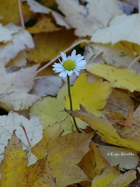 Goldener Oktober in Kaltenweide (Foto: Katja Woidtke) | Foto: Katja Woidtke