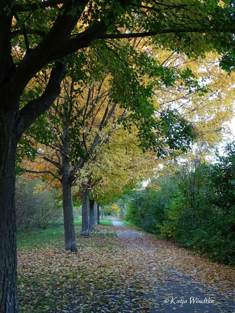 Goldener Oktober in Kaltenweide (Foto: Katja Woidtke) | Foto: Katja Woidtke