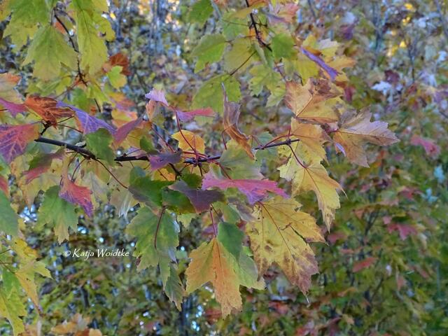 Goldener Oktober in Kaltenweide (Foto: Katja Woidtke) | Foto: Katja Woidtke