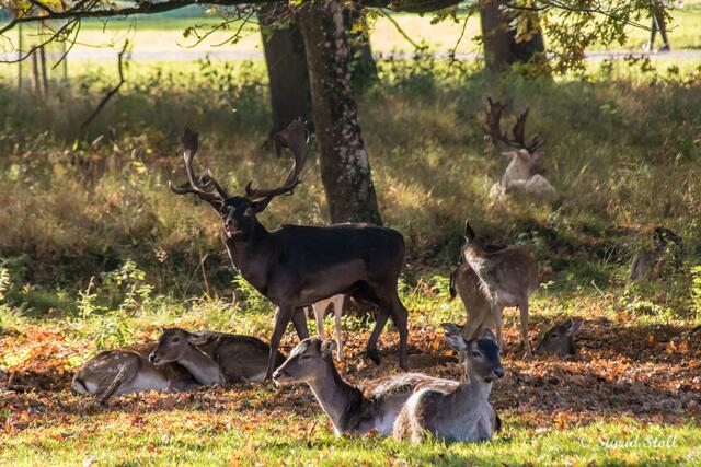 Der Platzhirsch mit seinem Harem