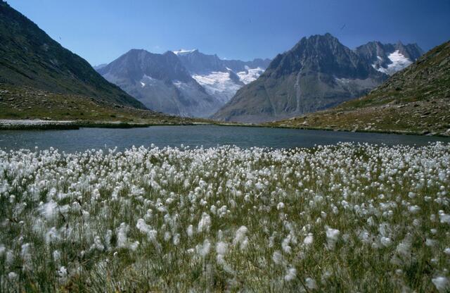 Wenn sich der Märjelesee am Rande des Gletschers in früheren Zeiten aufstaute und die Eisbarriere brach, stürzten die Wassermassen 1000 m tief ins Rhonetal hinunter und verwüsteten die Dörfer.