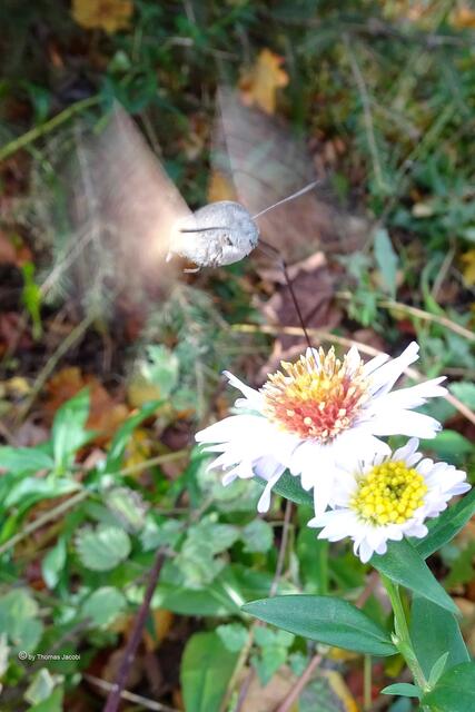 Taubenschwänzchen (Macroglossum stellatarum﻿) auf Bergastern (Aster amellus﻿)
