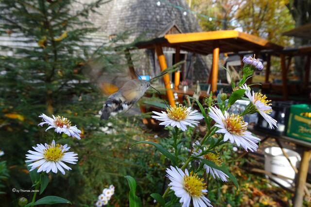 Taubenschwänzchen (Macroglossum stellatarum﻿) auf Bergastern (Aster amellus﻿)