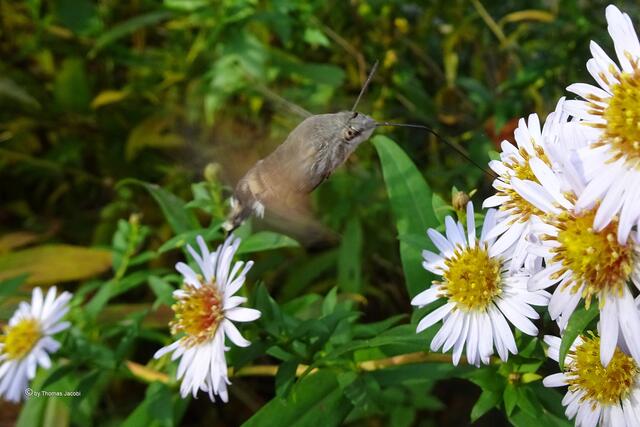 Taubenschwänzchen (Macroglossum stellatarum﻿) auf Bergastern (Aster amellus﻿)
