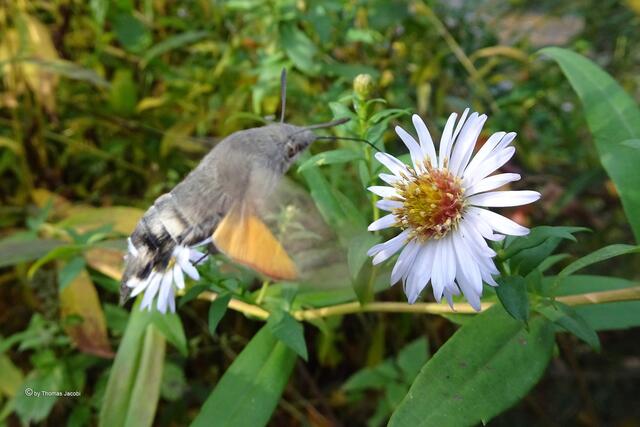 Taubenschwänzchen (Macroglossum stellatarum﻿) auf Bergastern (Aster amellus﻿)