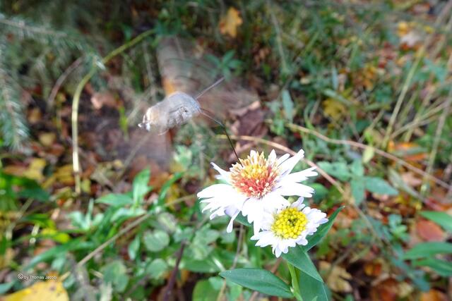 Taubenschwänzchen (Macroglossum stellatarum﻿) auf Bergastern (Aster amellus﻿)