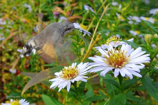 Taubenschwänzchen (Macroglossum stellatarum﻿) auf Bergastern (Aster amellus﻿)