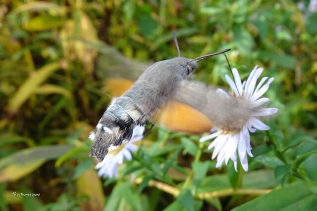 Taubenschwänzchen (Macroglossum stellatarum﻿) auf Bergastern (Aster amellus﻿)