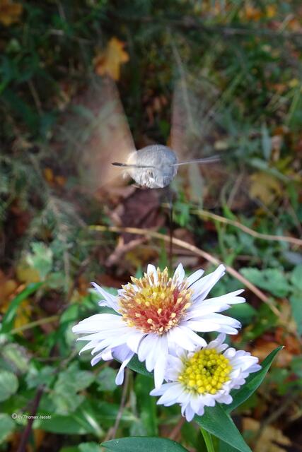 Taubenschwänzchen (Macroglossum stellatarum﻿) auf Bergastern (Aster amellus﻿)
